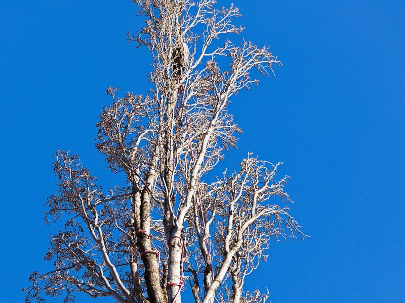 Dead tree with bare, brittle branches against a blue sky