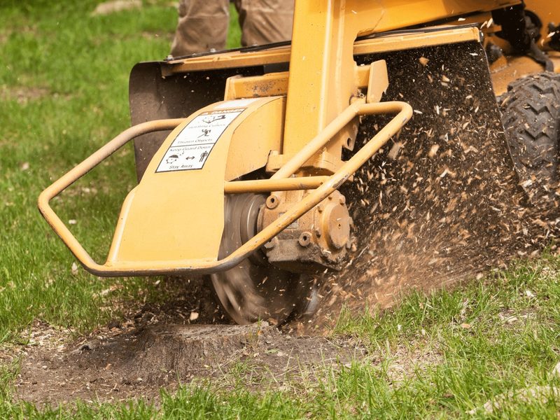 Stump grinder taking a tree stump below grade in a lawn